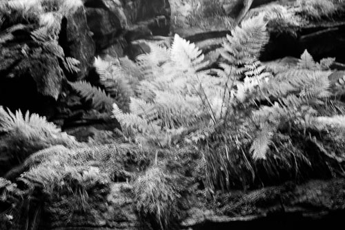 Frédérique Dimarco