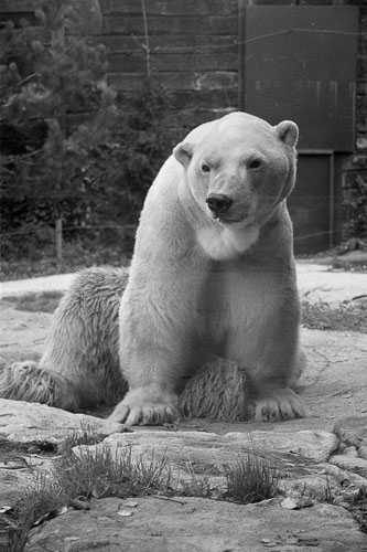 Frédérique Dimarco