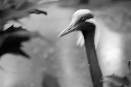 Frédérique Dimarco