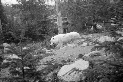 Frédérique Dimarco