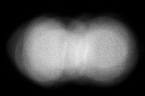 Frédérique Dimarco